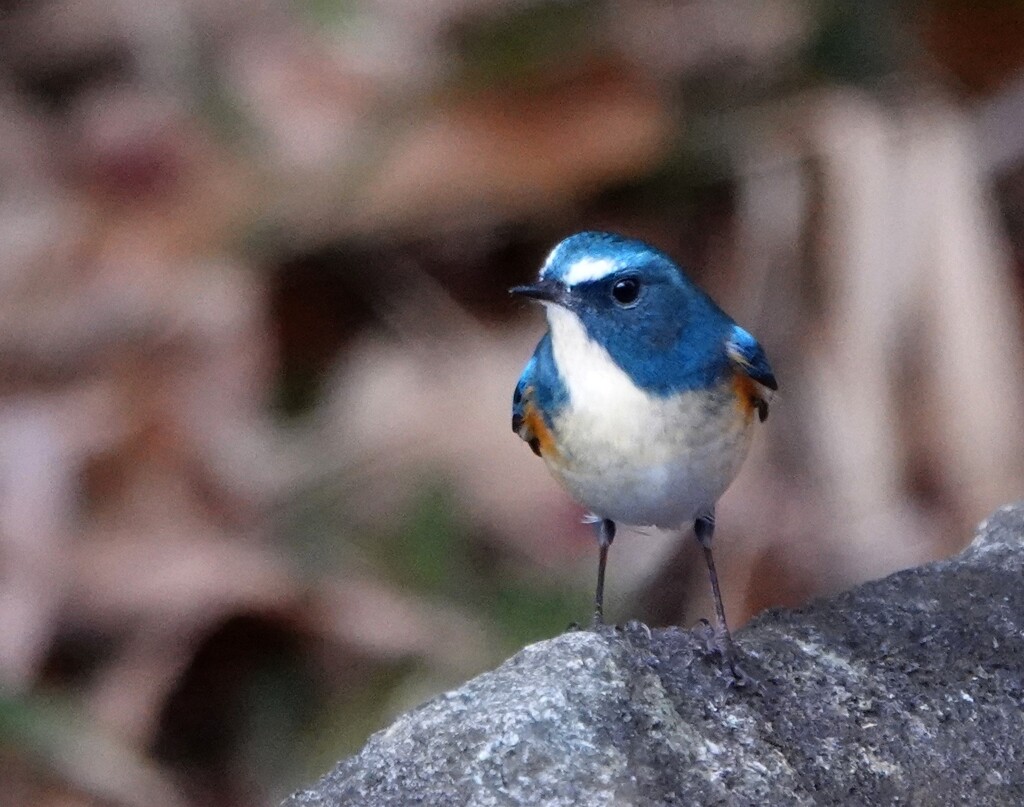 青い鳥
