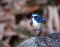 青い鳥