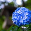 紫陽花　其の一