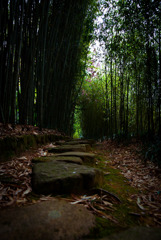 Bamboo　road