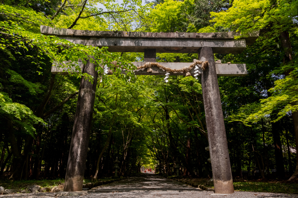 青紅葉のトンネル