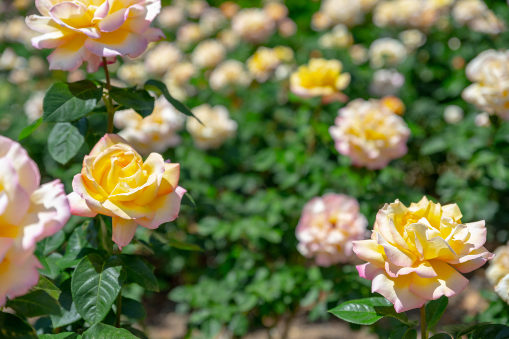 薔薇　6