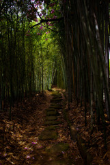 Bamboo　road 