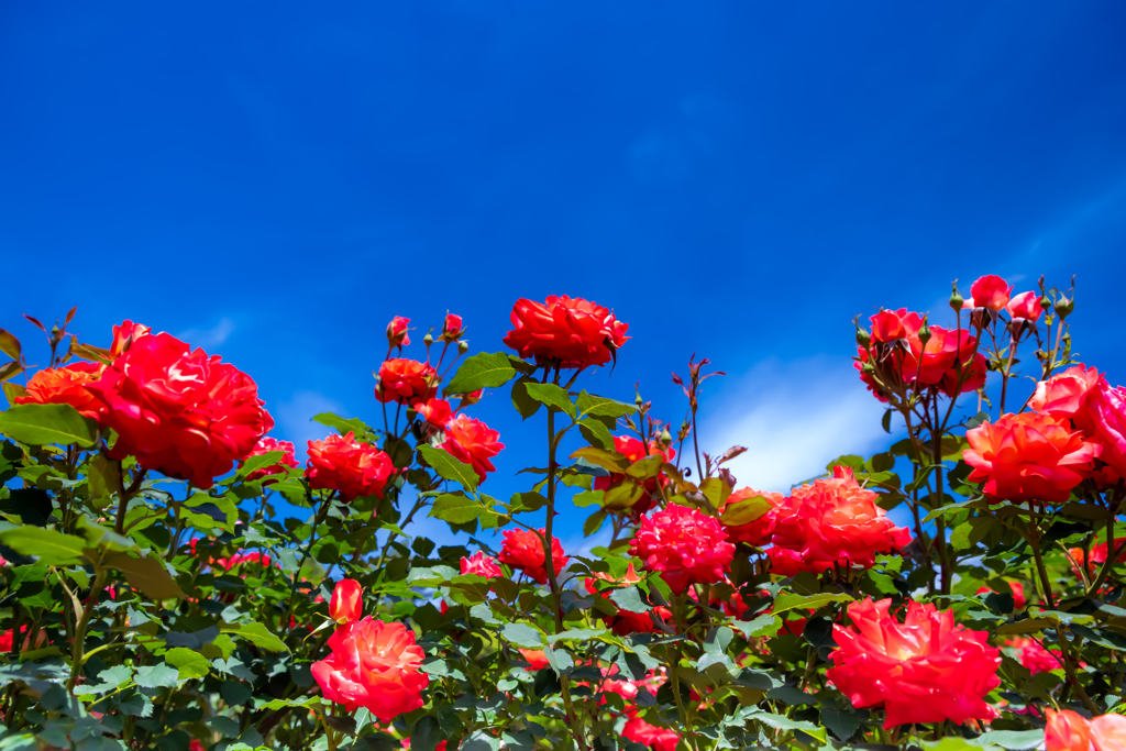 薔薇