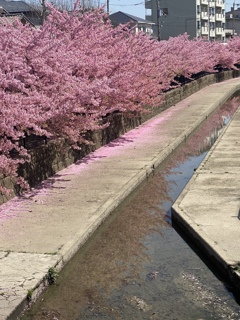 淀水路の河津桜