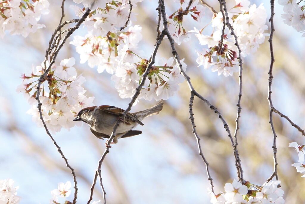 桜とスズメさん