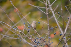 秋色ジョウビタキ