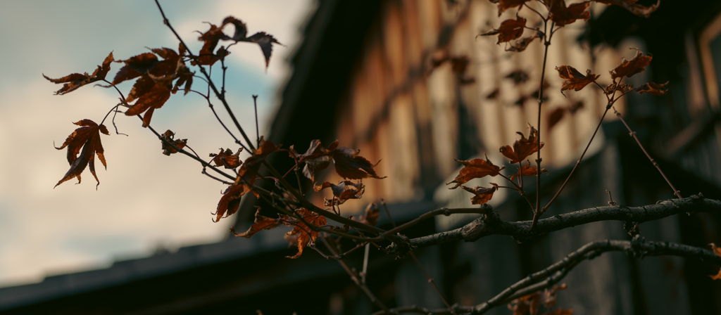 寂しげな紅葉