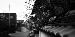 横顔