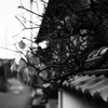 横顔