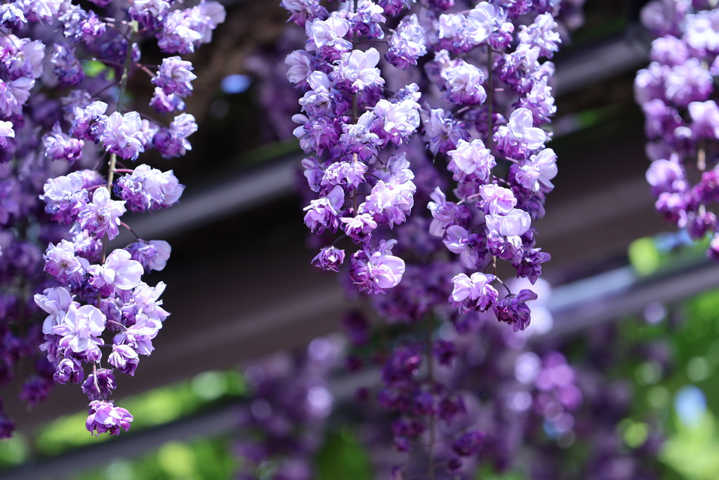 八重咲きの藤の花