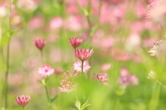 高原の風