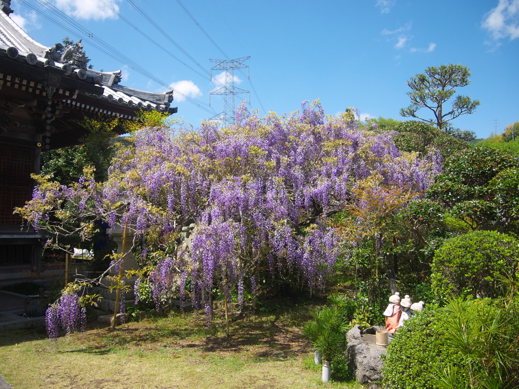 藤の花