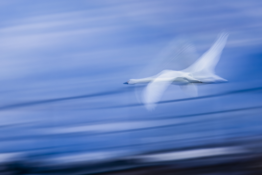 JAL