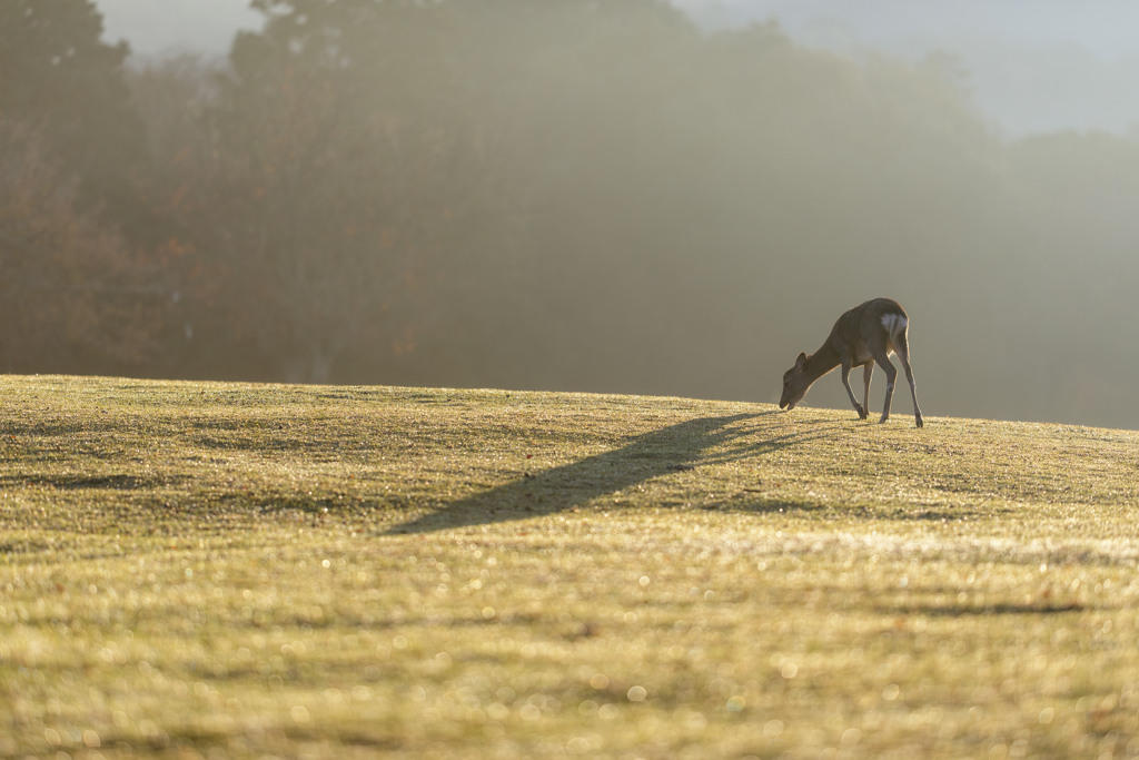 たくさん食べや