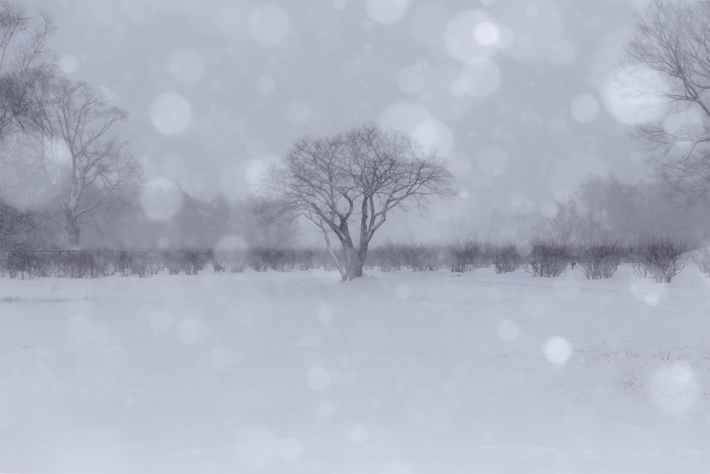 降り続く雪
