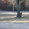 霜付いた公園