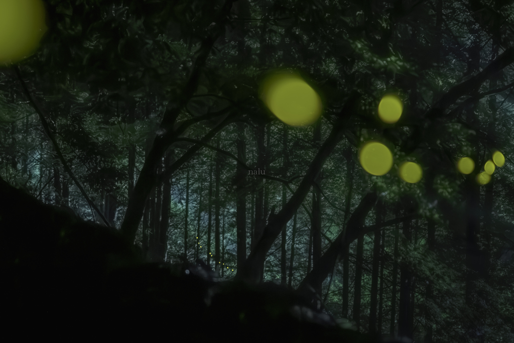 眠れぬ森