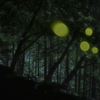 眠れぬ森