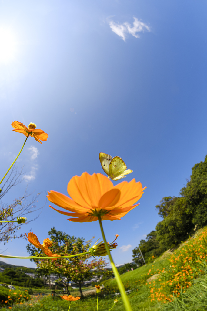 この花とまれ