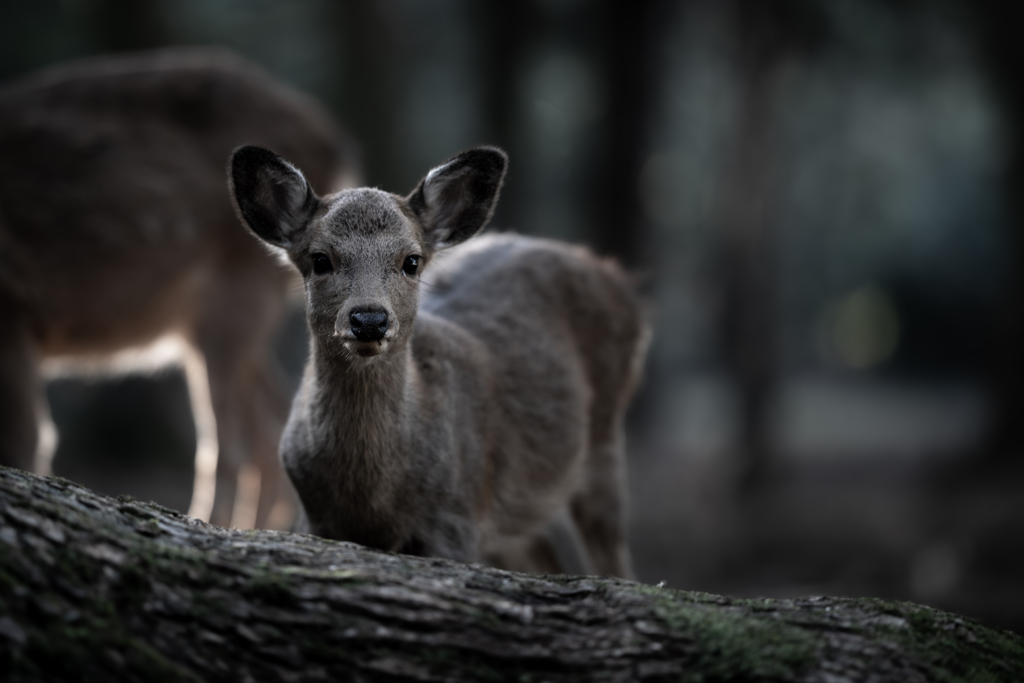 何しに来たん？