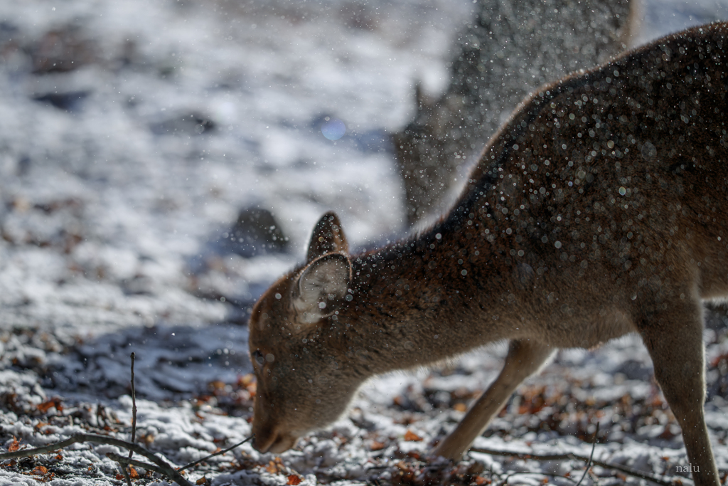 キラキラの粉雪