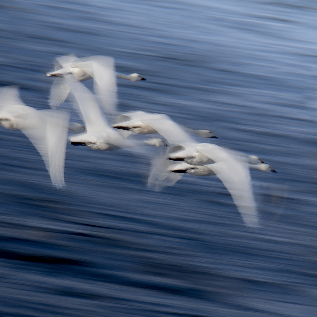 きょうどこの田んぼ行く