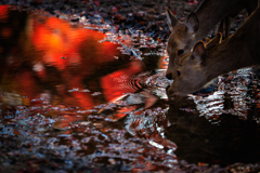紅葉した水辺