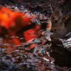 紅葉した水辺