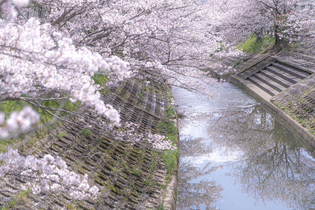 桜が咲いた