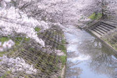 桜が咲いた