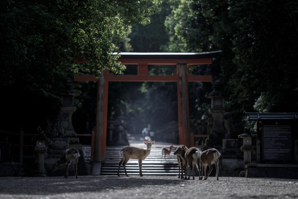 ようお参り