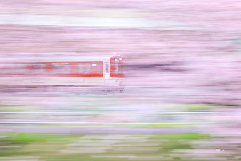 桜のトンネル