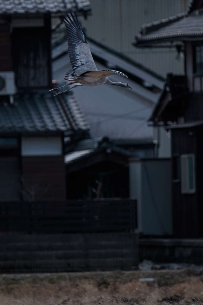瓦と同じ色ツル
