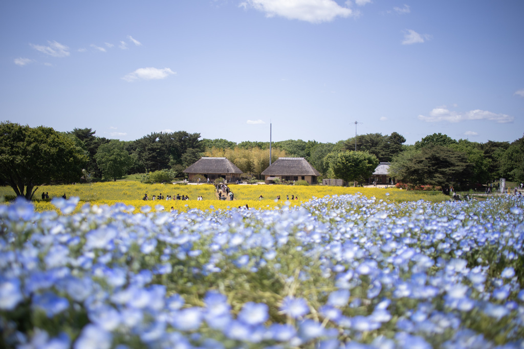茅葺屋根とネモフィラと菜の花