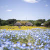 茅葺屋根とネモフィラと菜の花