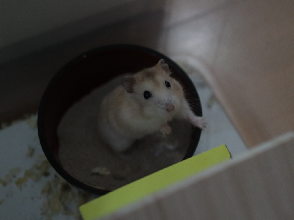 一寸法師