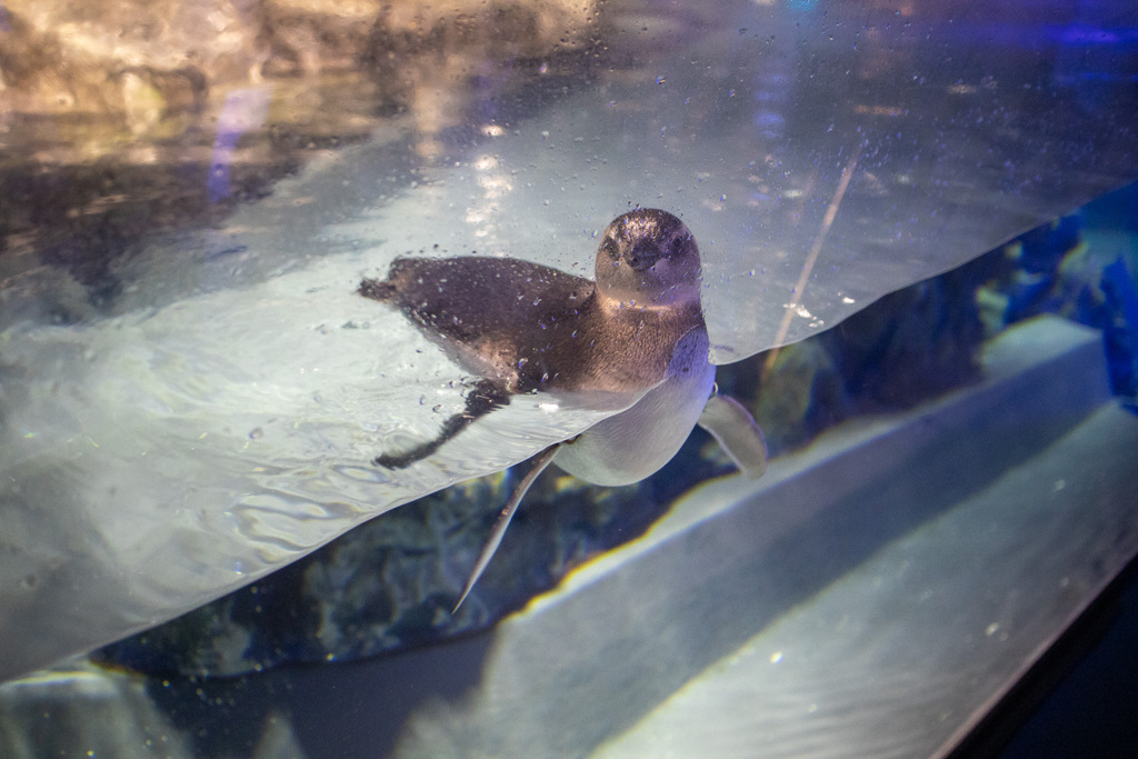 ファンサがすごいペンギン