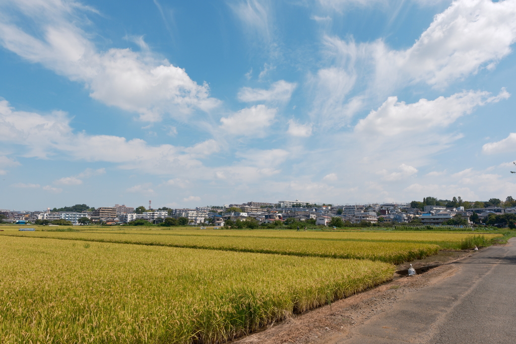 田んぼと住宅街