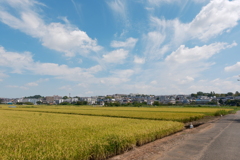 田んぼと住宅街