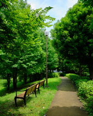 遊歩道（夏）の街灯とベンチ