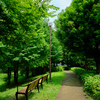 遊歩道（夏）の街灯とベンチ