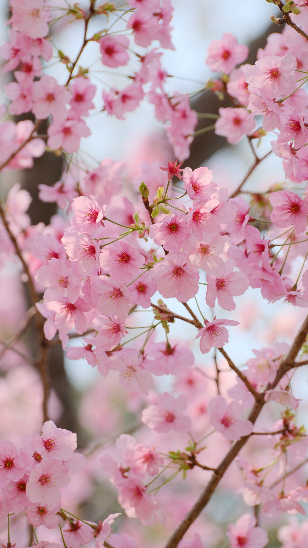 カワヅザクラ（河津桜）