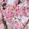 カワヅザクラ（河津桜）