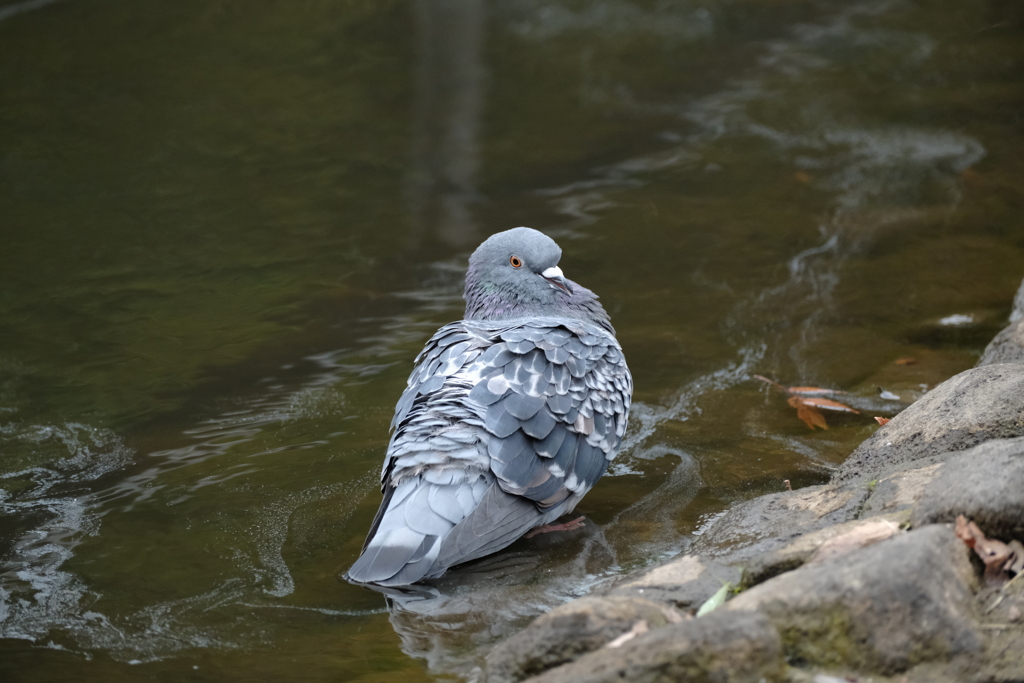 水辺のカワラバト（ドバト）