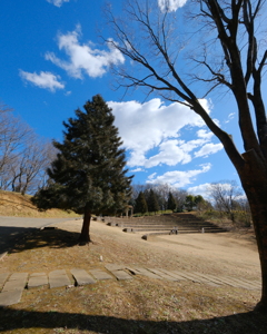 常緑樹と雲