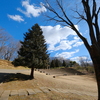 常緑樹と雲