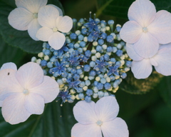 ガクアジサイ（額紫陽花）