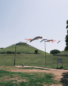 川和富士公園の鯉のぼり
