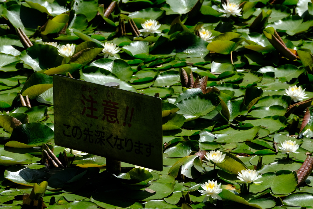 池の注意看板とスイレン